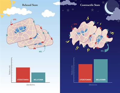 Melatonin and Female Reproduction: An Expanding Universe